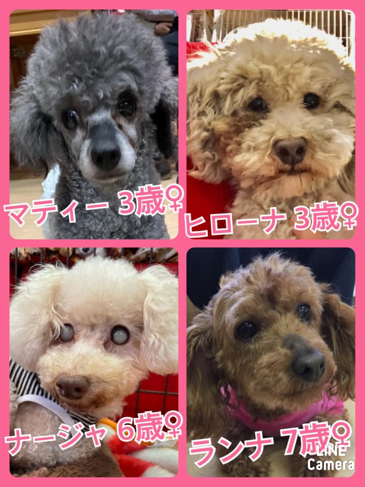 🐾今日の里親様募集中ワンコ🐶メンバーです🐾2021,4,25